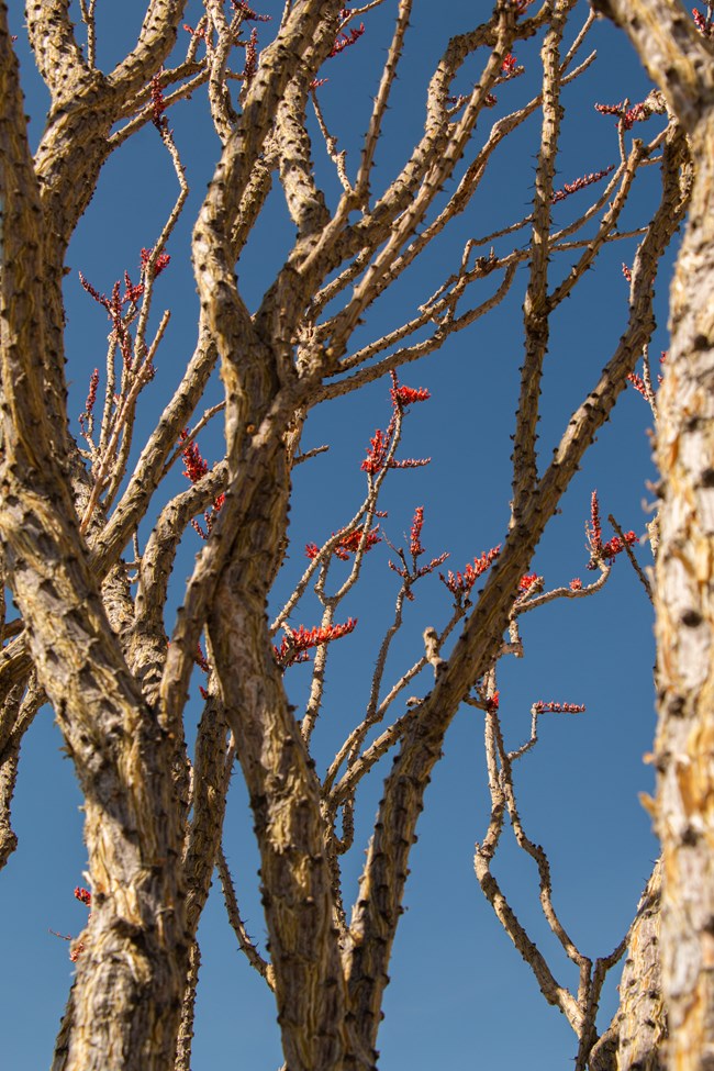 Ocotillo branches covered in thorns and red blooms.
