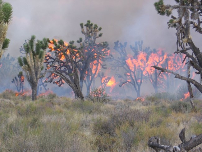 Joshua trees burning during a wildfire