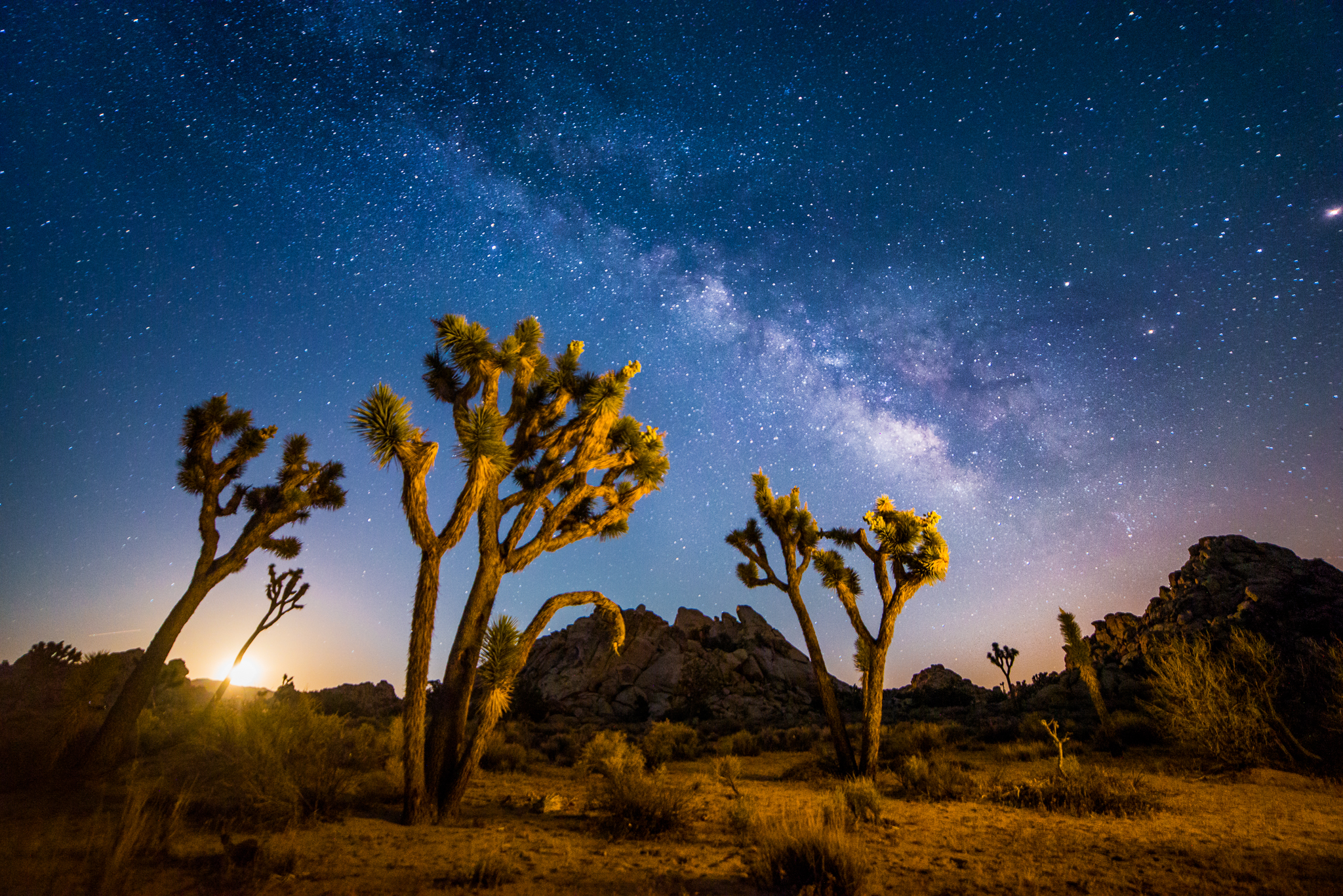 Night sky over Joshua Trees