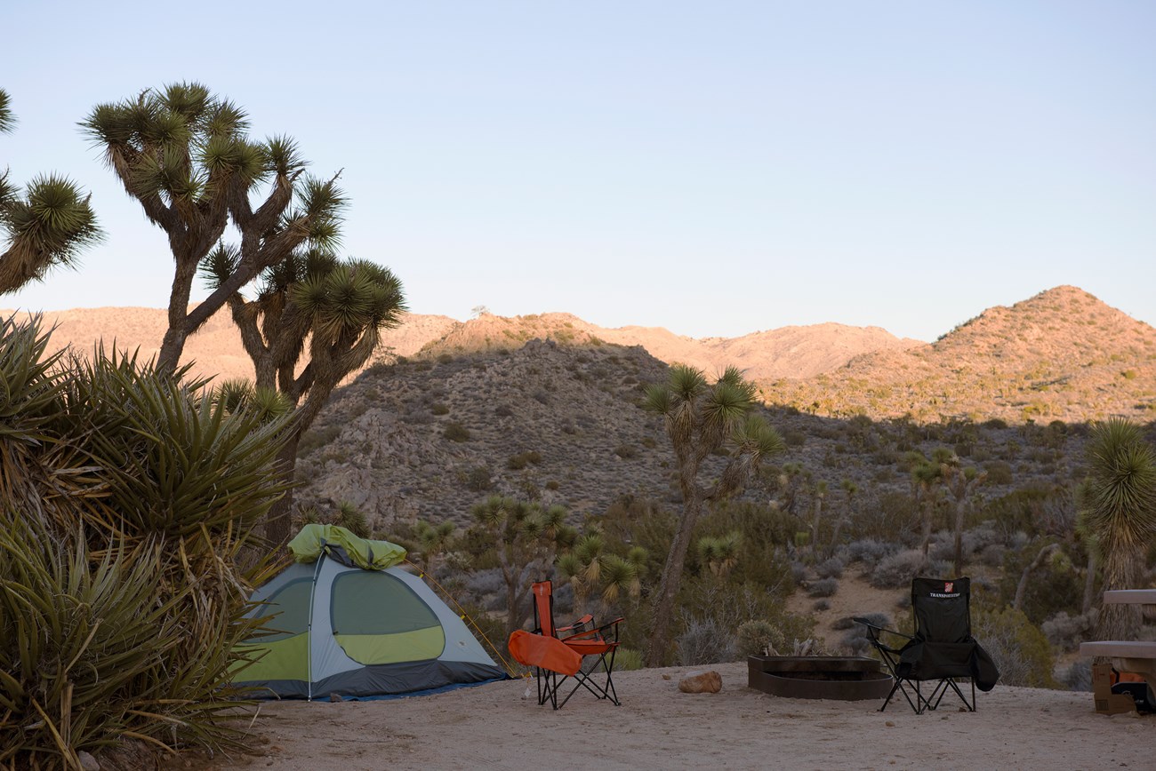 Color photo of a tent campsite set up at dusk with a Joshua tree overhead. NPS / Hannah Schwalbe