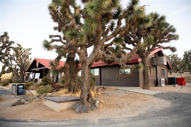 A brown building behind a large Joshua tree