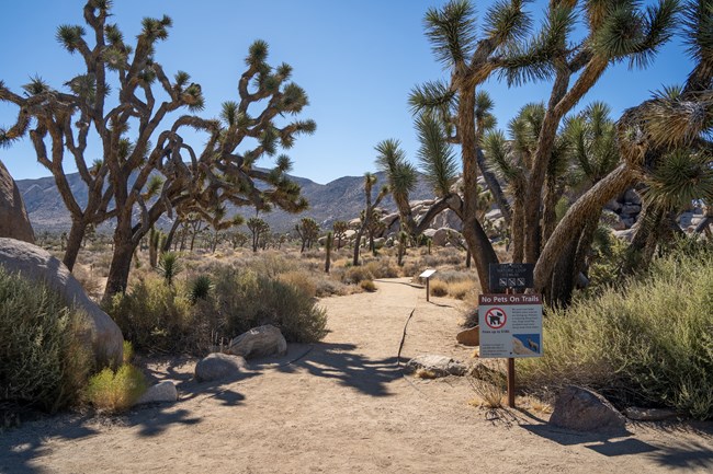 A dirt path leads between Joshua trees