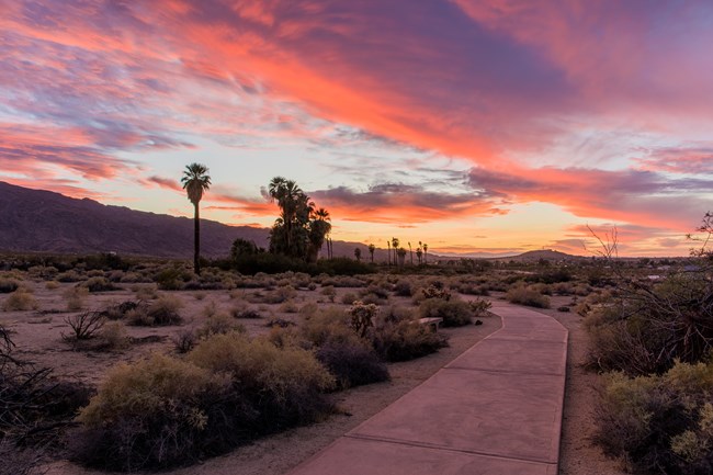 A paved trail leads to a fan palm oasis at sunset