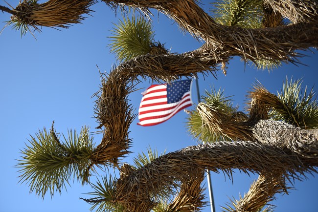 an american flag with joshua tree branches in the foreground
