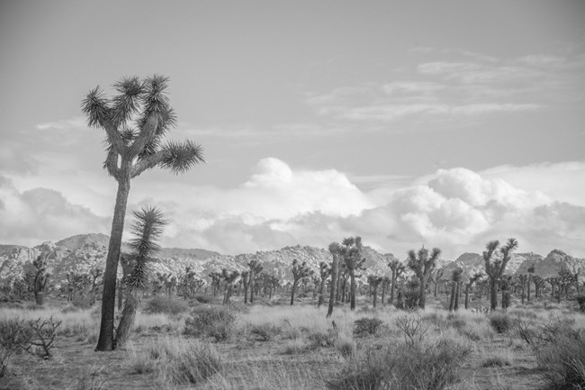 a black and white photo of joshua trees, mountains, and cloudy skies