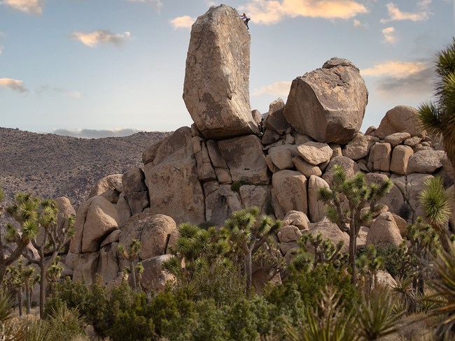 desert vegetation with a rock formation and blue sky in the background