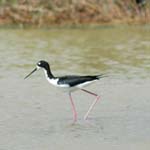 Hawaiian Stilt