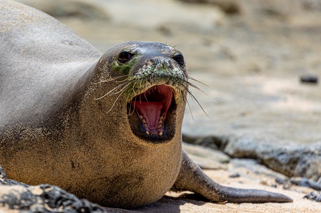 A monk seal with its mouth open.