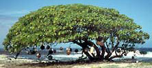 Beach Tree with Floats