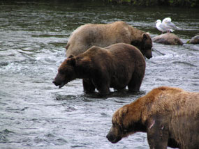 Brooks River bears. Photo by NPS, T. Olson. Brooks River bears. Photo by NPS, T. Olson.