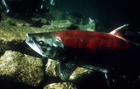 Sockeye salmon. Photo by NPS. Sockeye salmon. Photo by NPS.