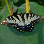 Delicate zebra swallowtails carry magic here each summer.