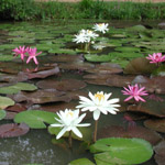 tropical waterlilies