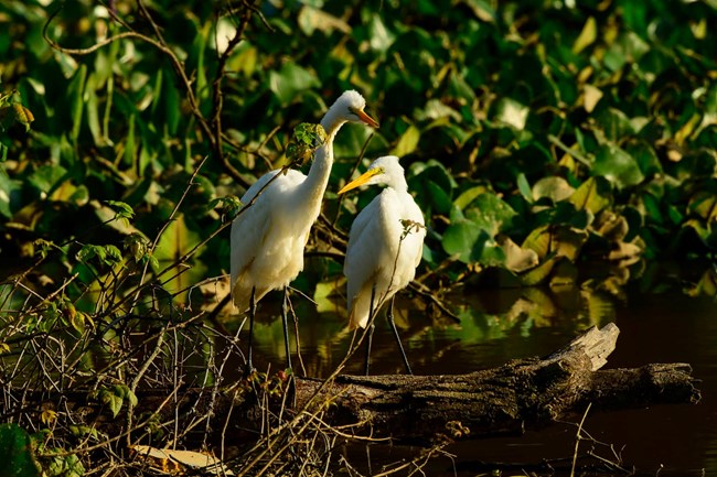 Great Egrets Standing on nest