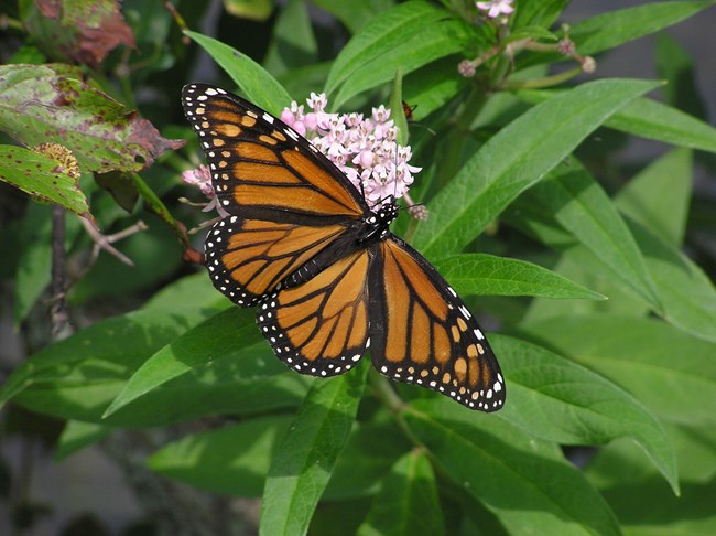 Monarch butterfly seeking nectar from a milkweed flower
