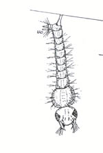 mosquito larvae mosquito larvae