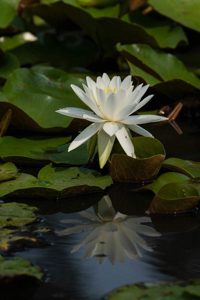 A white waterlily emerges from a dark pond will lily pads surrounding it.