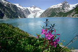 Flowers on the Kenai Fjords Coast across from Northwestern Glacier