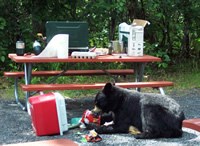 Bear getting human food at a picnic area