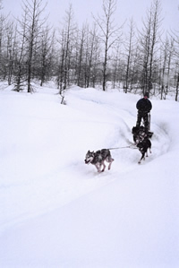 Musher with two dogs