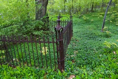 A tall cast iron fence is filled in and surrounded by plants.