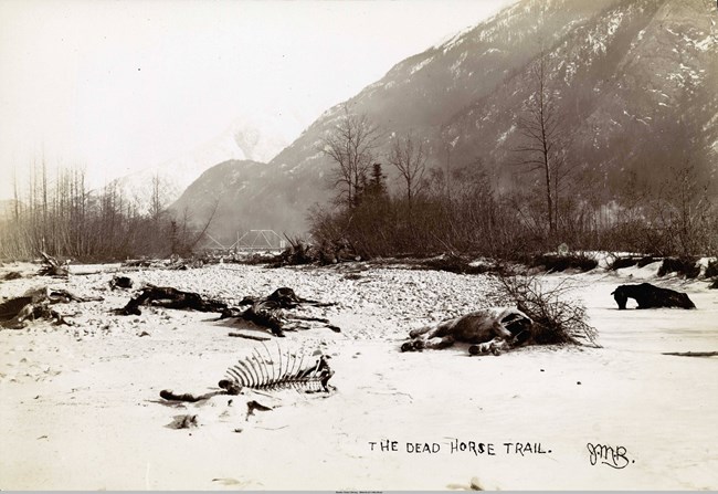 skeletons of dead horses in a river bed