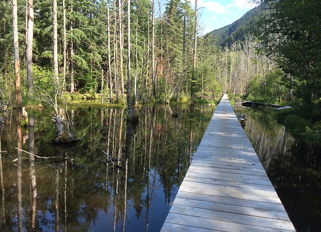 A boardwalk appears to float above a serene forested pond