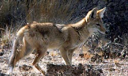 Red Fox