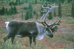 Large bull caribou shed the velvet on their antlers in August or September, just before the mating season.