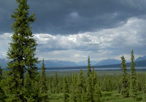 A threatening sky over the lower Telaquana Trail.