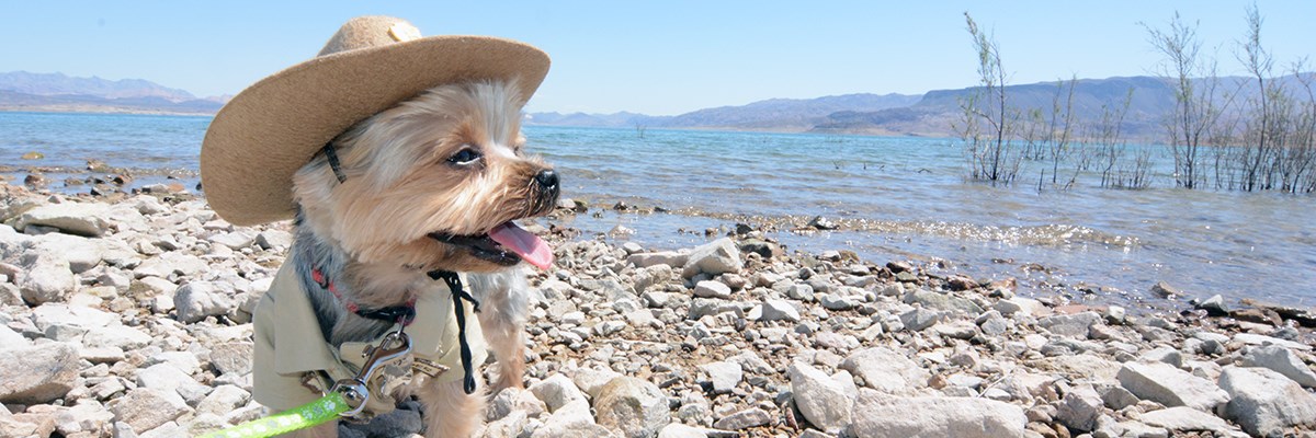 Pet dog on leash by Lake Mead.