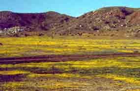 Photo of Spring Wildflowers