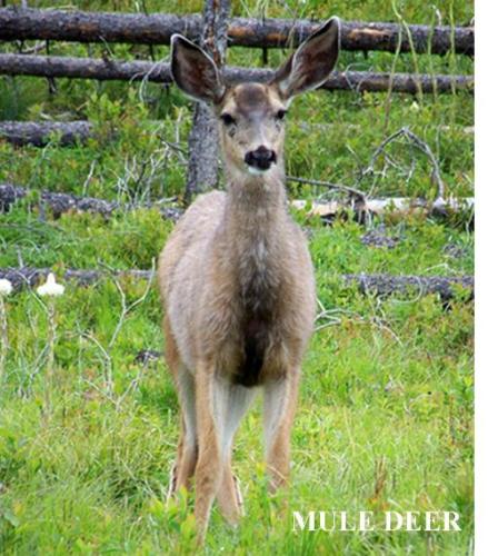 deer