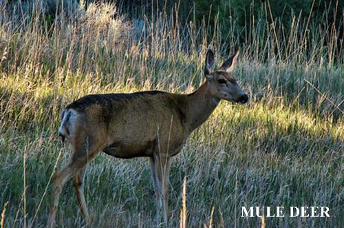 mule deer