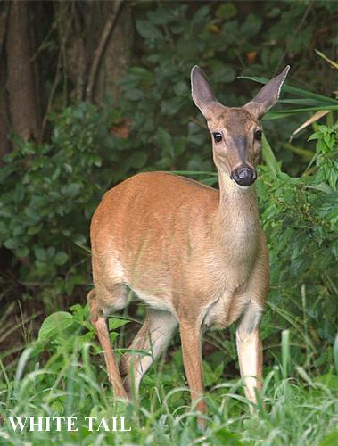 White tail doe.