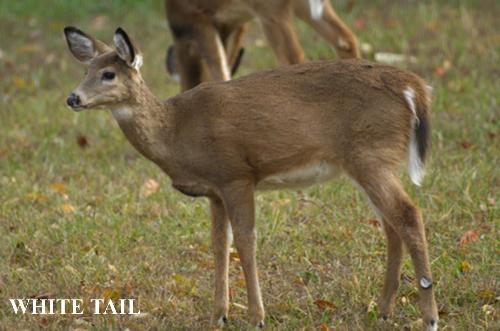 white tail deer