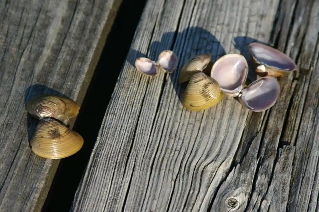 Small brown ridged shells with white-pearl insides are scattered over planks of wood.