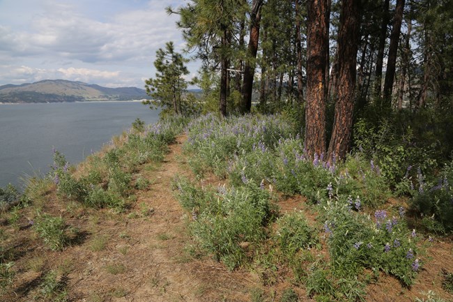 Green shrubs with purple flowers border a trail between a blue lake and tall pine trees.