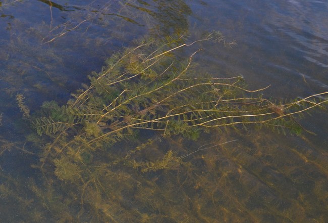 Olive green plant with multiple leaves floats at the surface of some murky dark blue water.