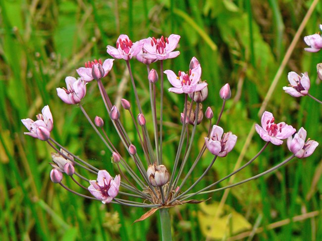 One green stalk branches into multiple smaller stalks which each have pink petaled flowers or a bud.