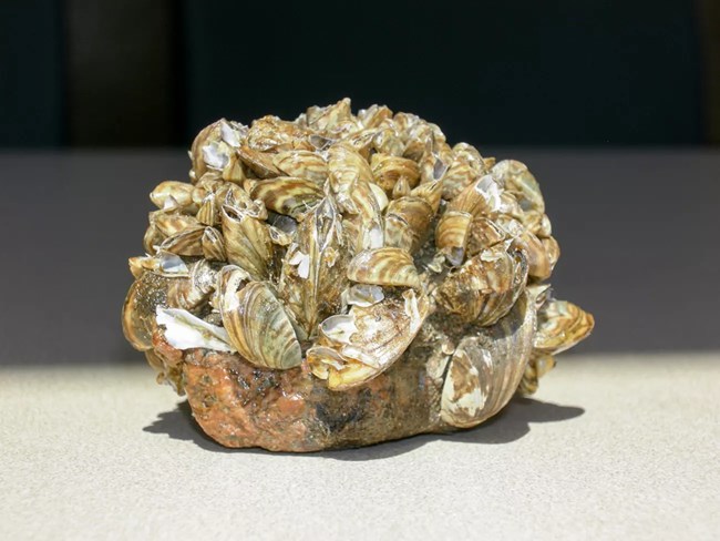 Clusters of white and tan stripped shells are attached to a red-orange rock.