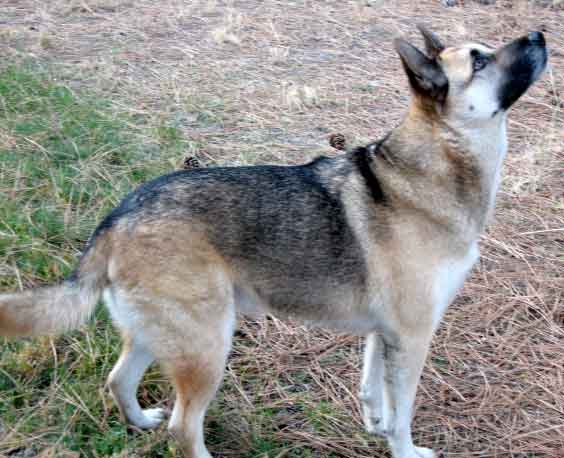 German Shepard dog, brown and black dog looking up.