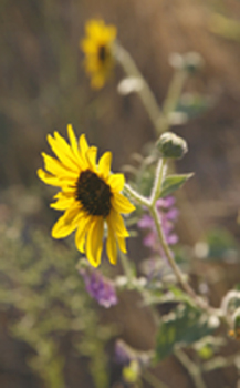 Yellow daisy-like flower with purple vetch in the background