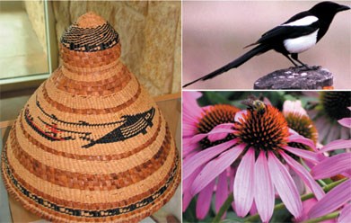 Woven spruce root hat wiith whale design.  Black and white bird (magpie)  and purple coneflower.