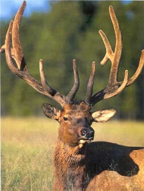 Roosevelt Elk Roosevelt Elk
