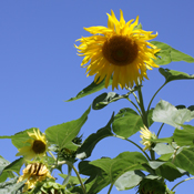 Heirloom Garden
