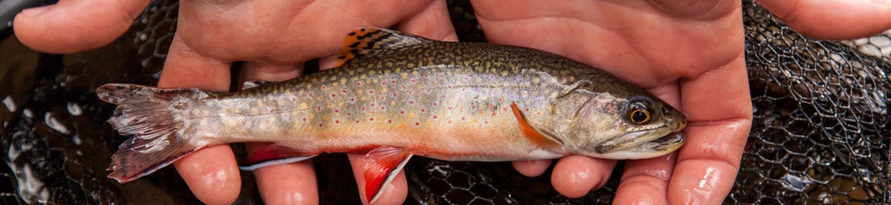 A small brook trout is held in two hands just out of the water.