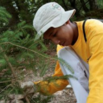 A young man in a yellow shirt working outside to plant a tree in the woods.