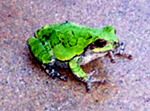 Gray Tree Frog