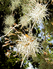 Ball Moss